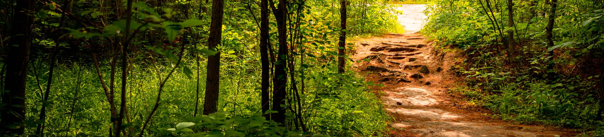 header forest trail